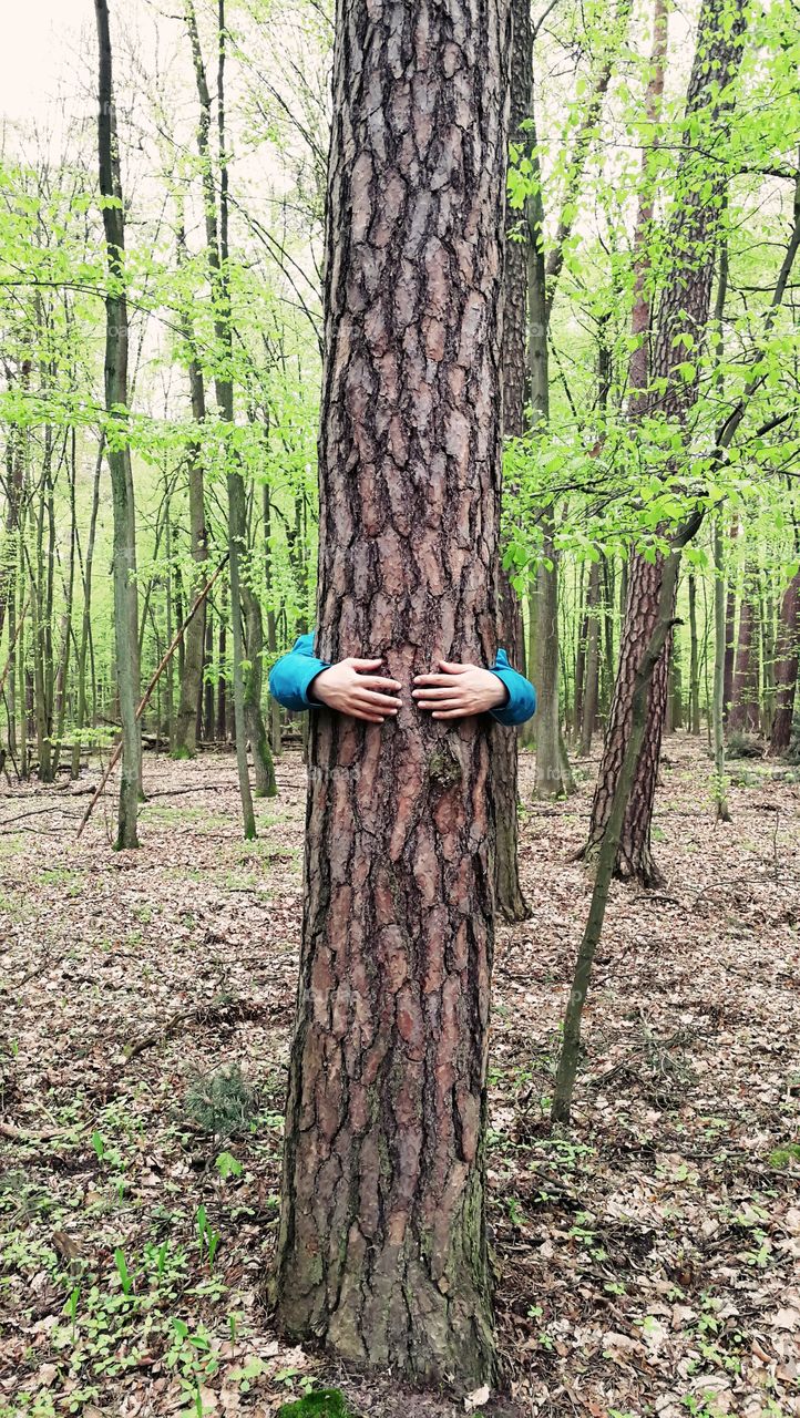 Wood, Tree, Nature, Leaf, Trunk