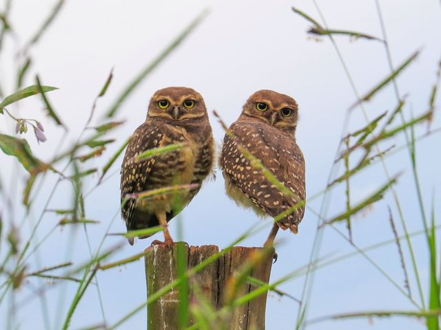Side by side