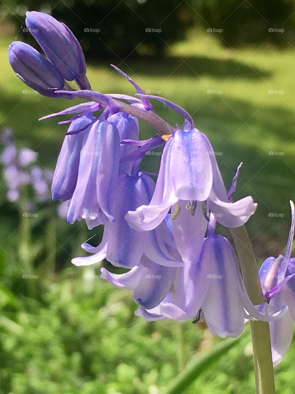 Bluebells ring out delicate, fleeting moments of springtime’s gentle song- calling all pollinators! 