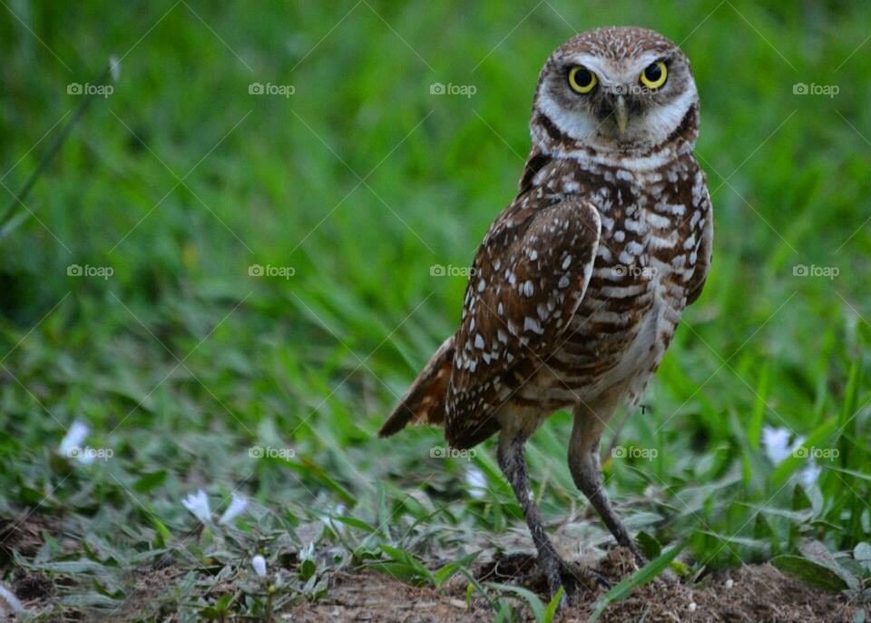Alert Owl