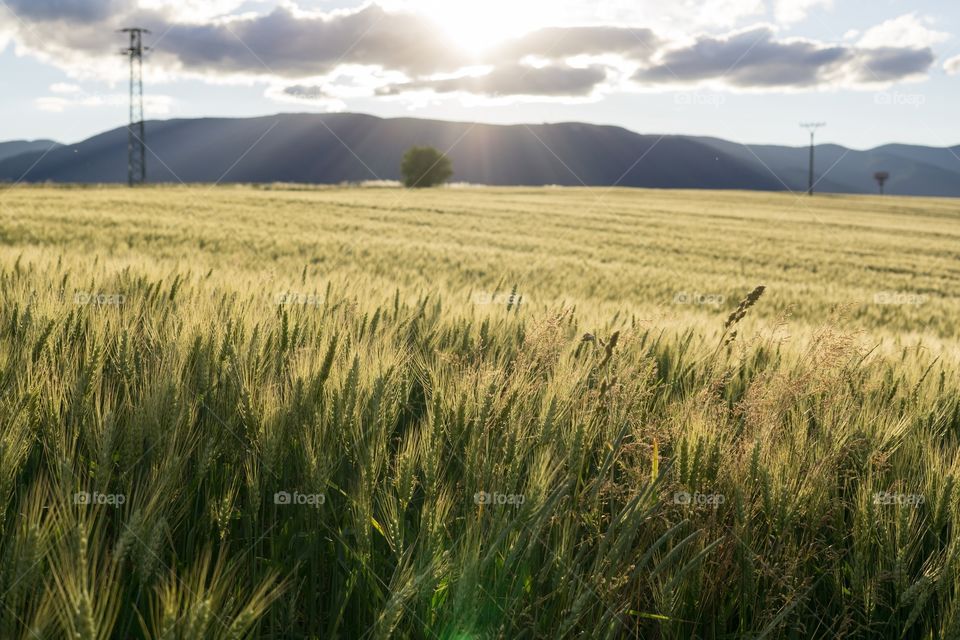 Golden wheat field during sunset.  Slovakia