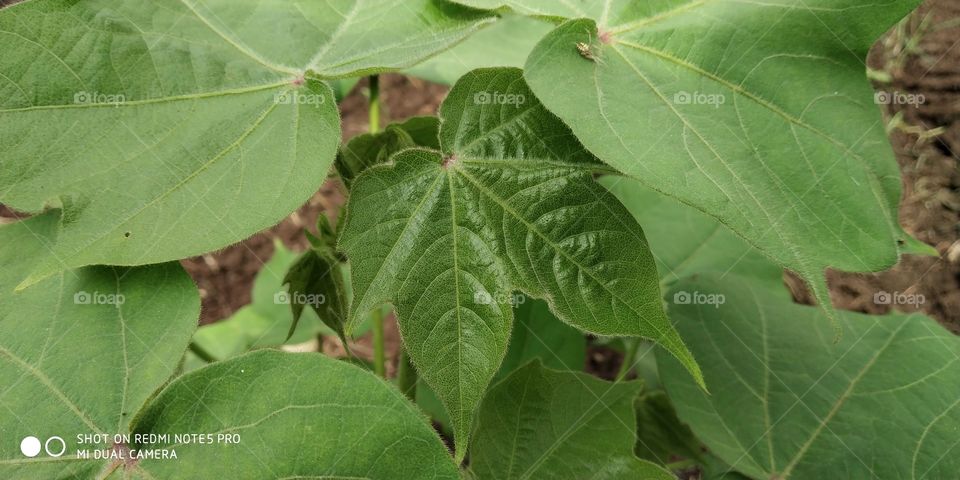 cotton leaf