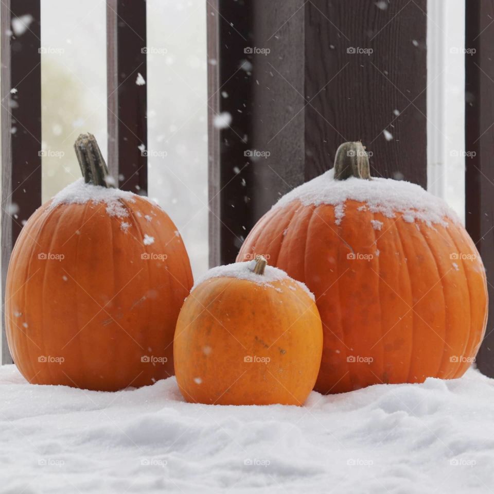 pumpkins in the snow