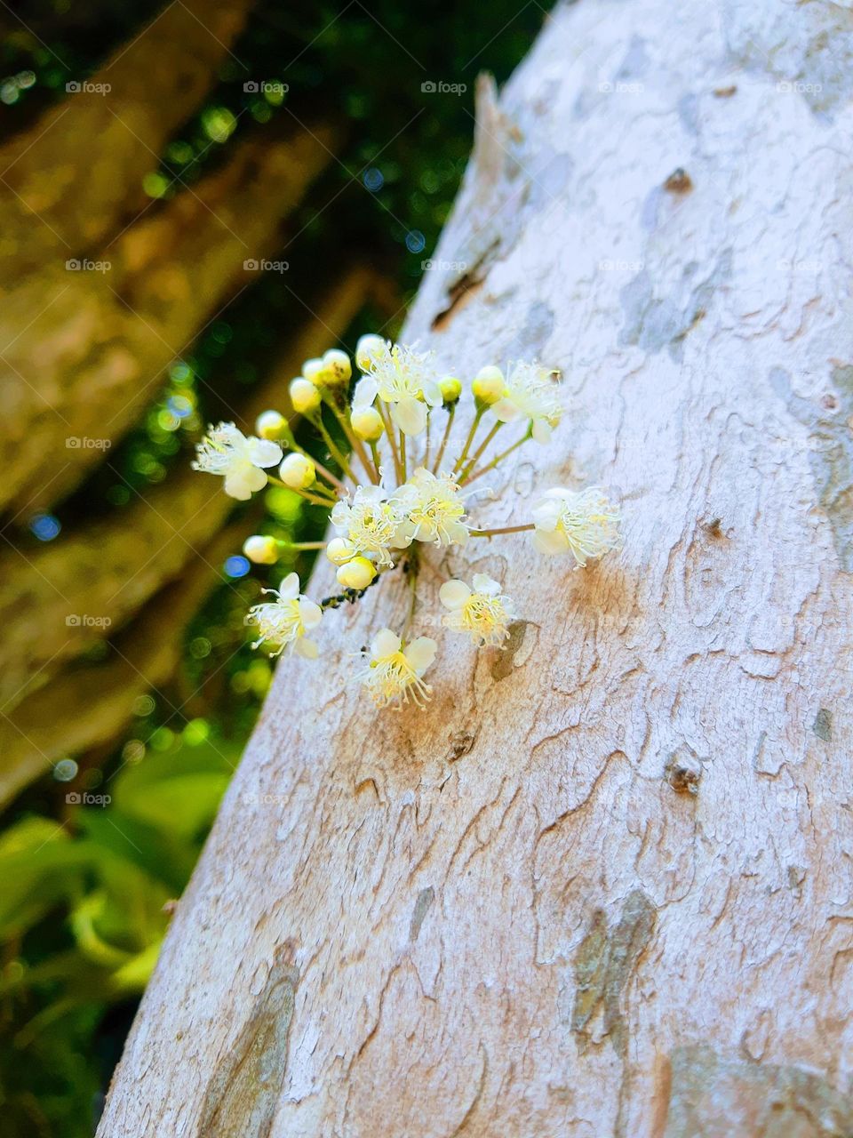 jabuticaba tree with flowers