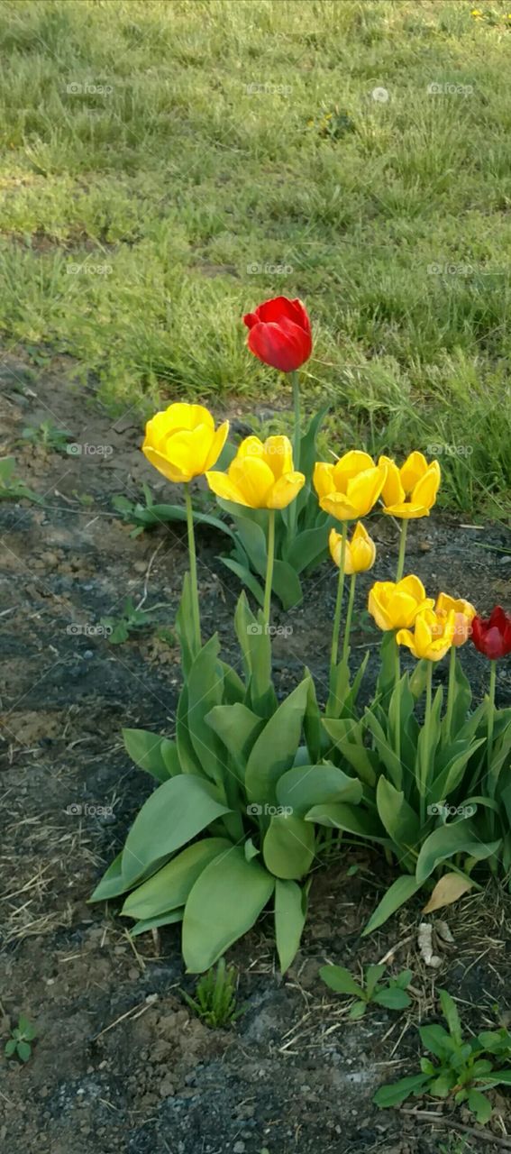 tulips