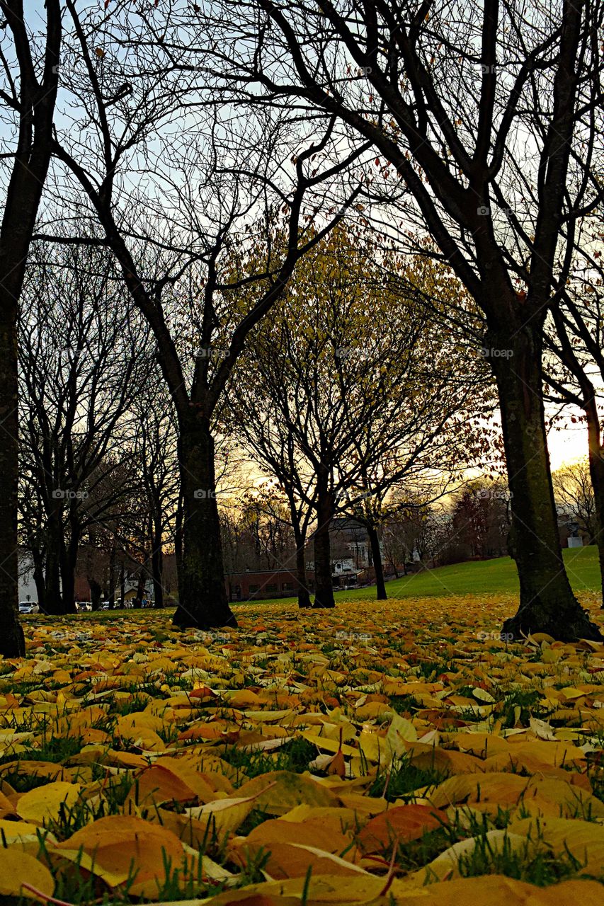 Fall in the park