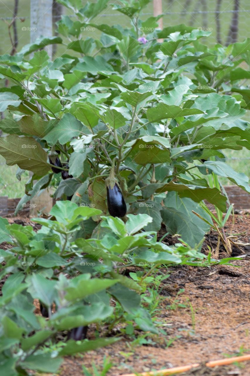 vegetable garden