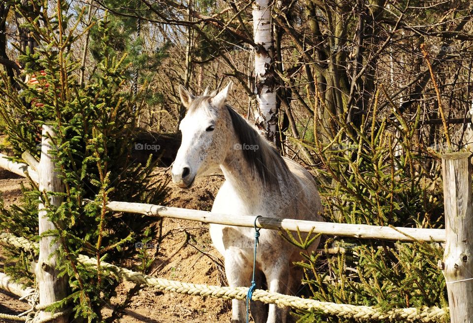 beautiful horse on the farm