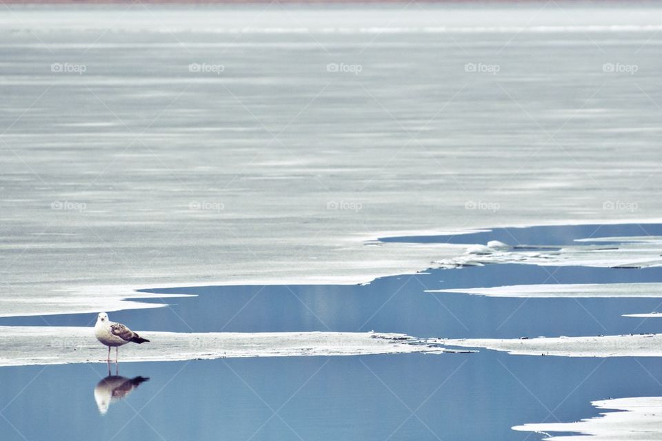 Frozen lake