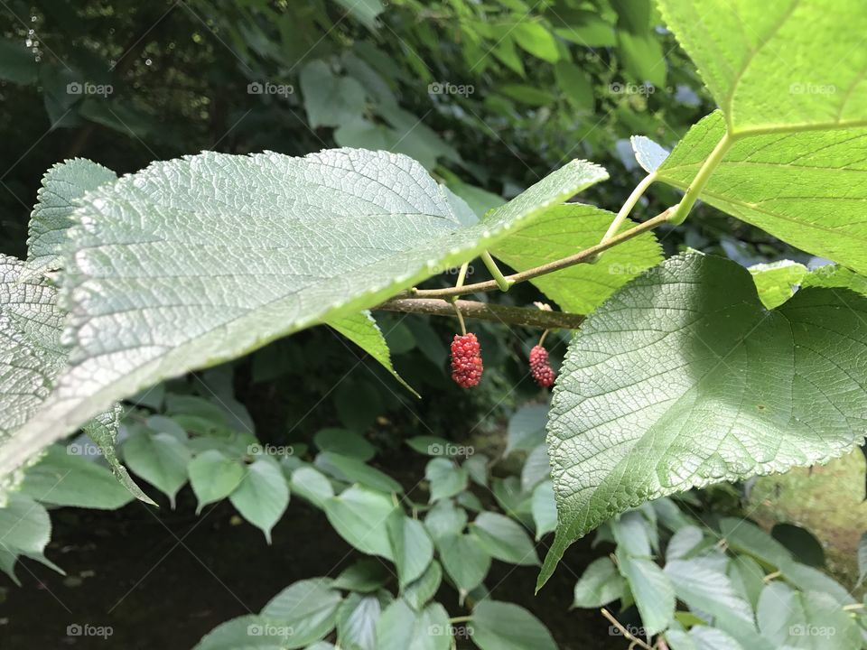 Mulberries growing on bush