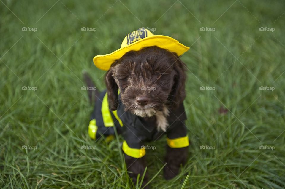 Fireman dog