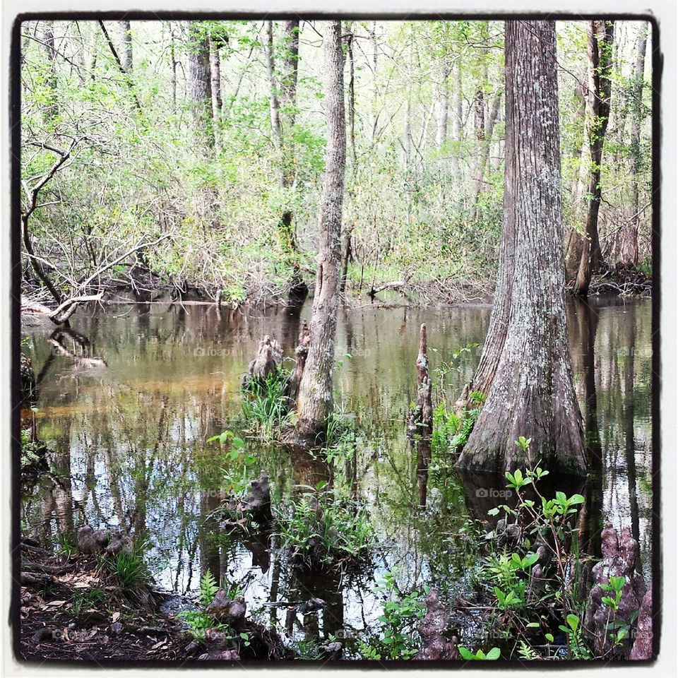 Edisto River at Aiken State Park