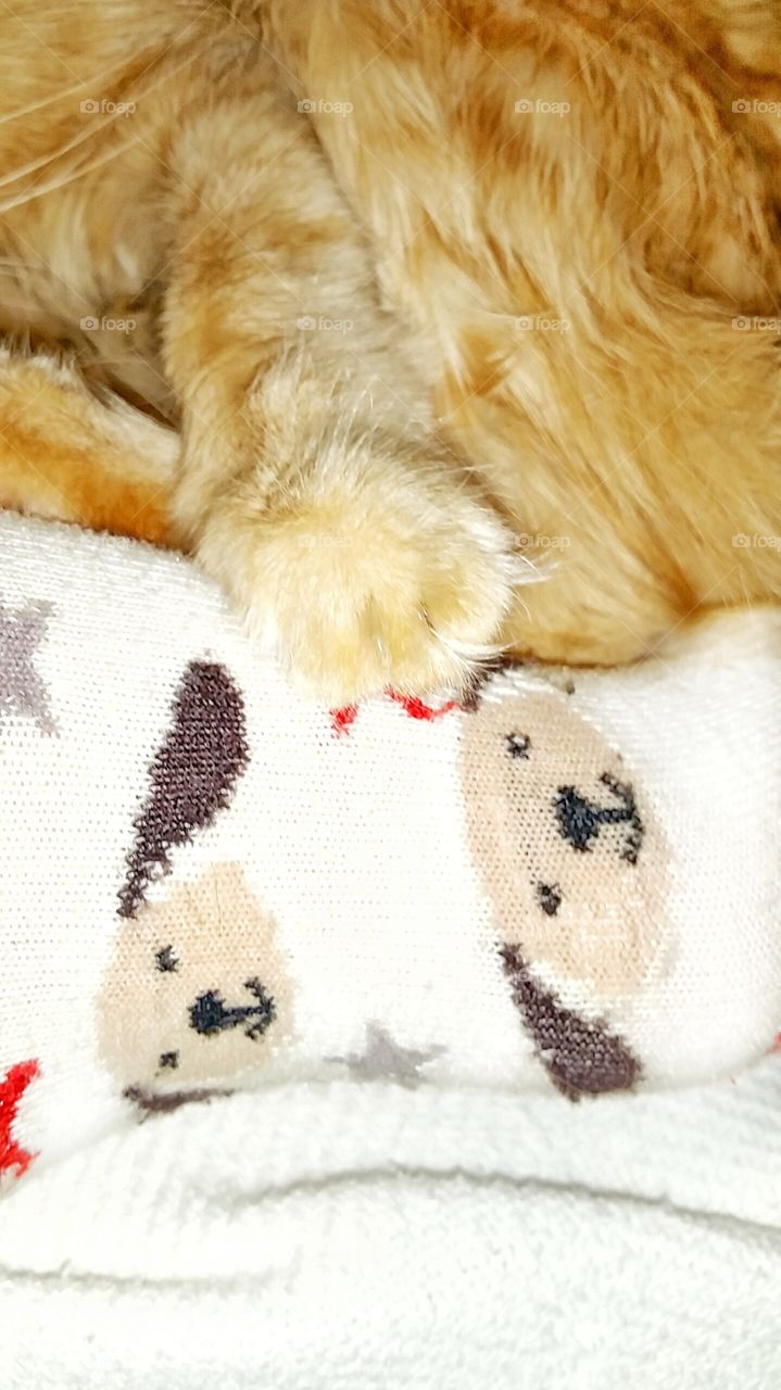 cat paw on dog design socks