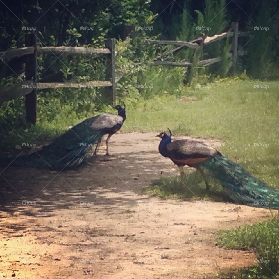 Peacock Posing 