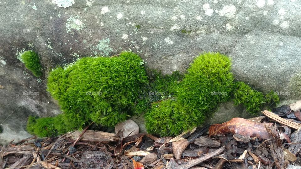 Flora, Leaf, Nature, Environment, Garden