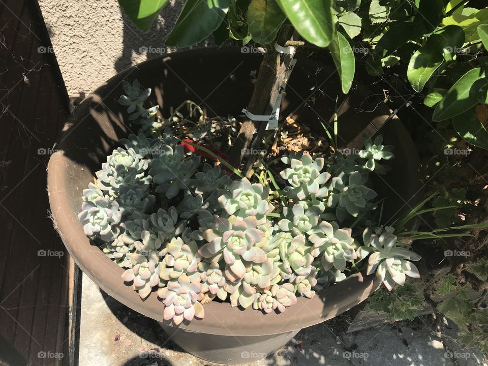 Succulents in container 
