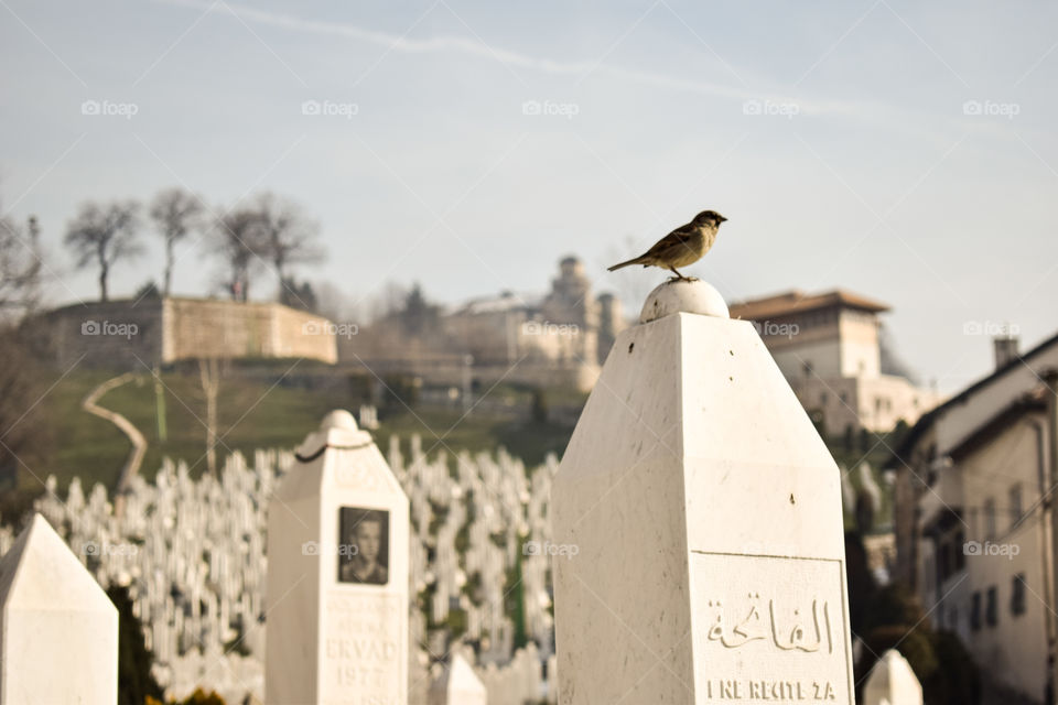 Mass grave in Sarajevo. 