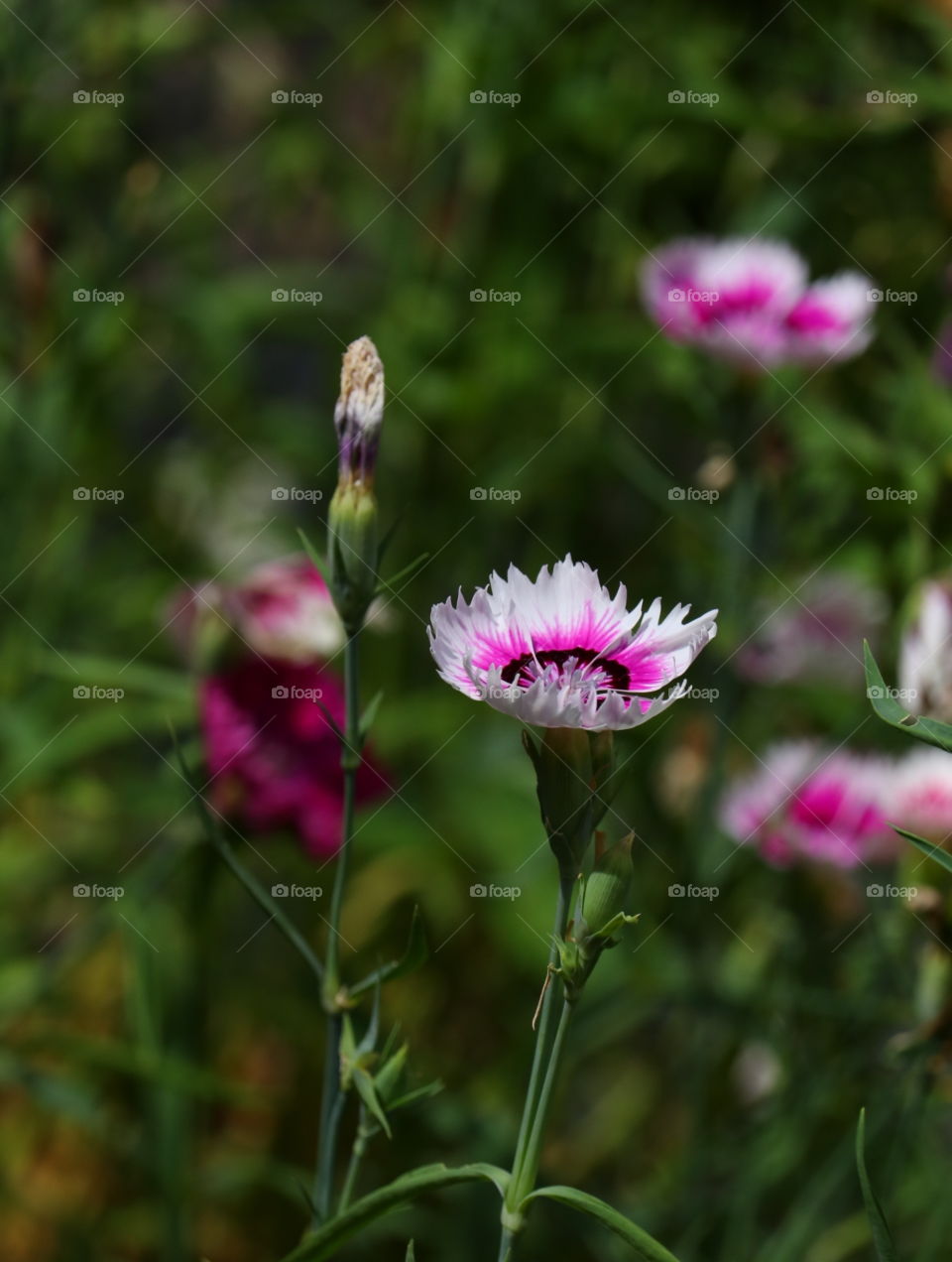 Nature, Flower, Summer, Flora, Leaf