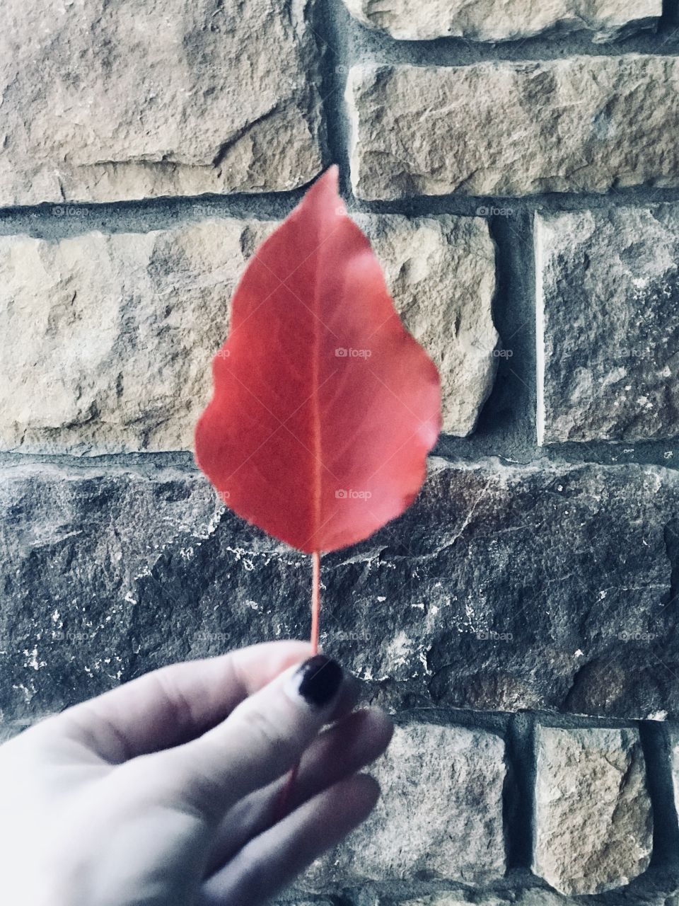A lady holding a beautiful red leaf against a brick wall in the autumn time. USA, America 