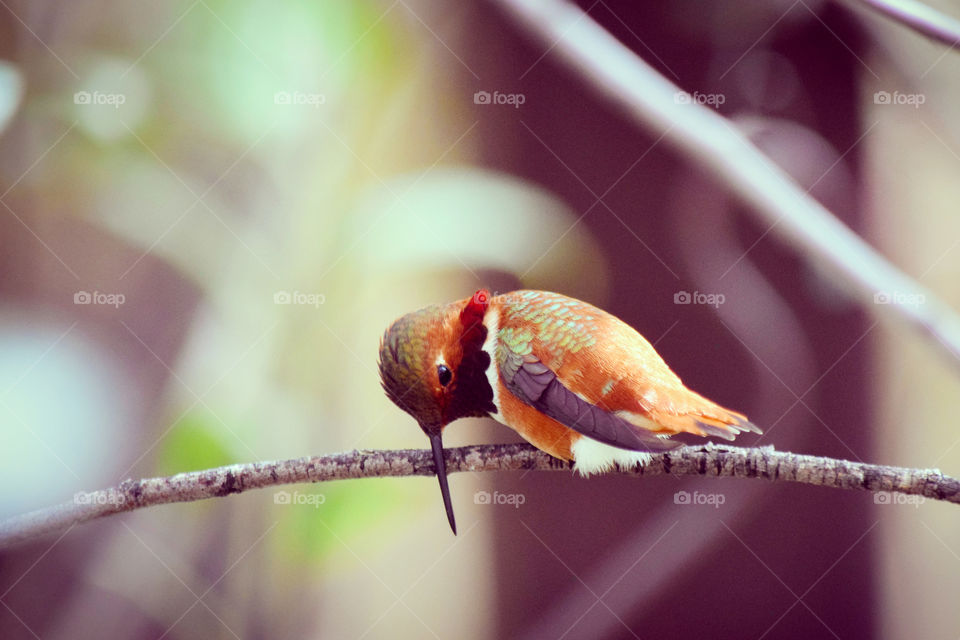 This particular hummingbird called Rufous migrate in fall season from north to southern wintering grounds.