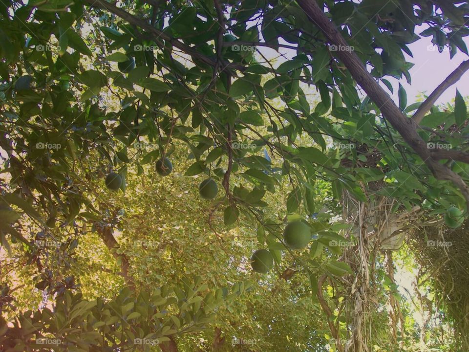 Limas. Argentina lime tree