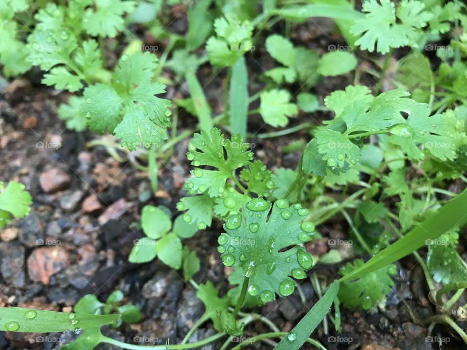 Coriander Leafs Morning Clicks 