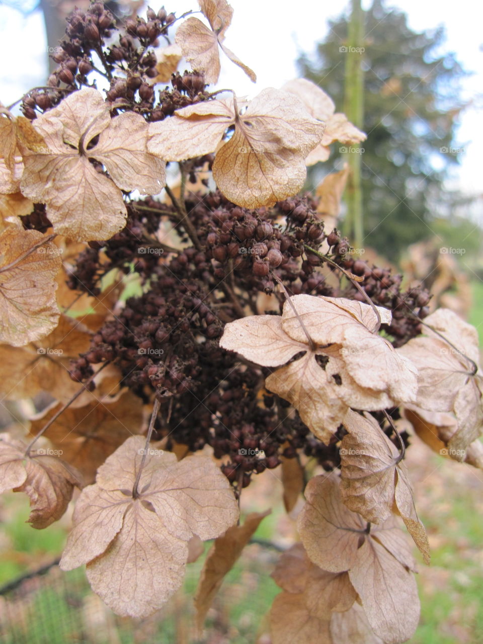 Leaf, Nature, Flora, Tree, Fall