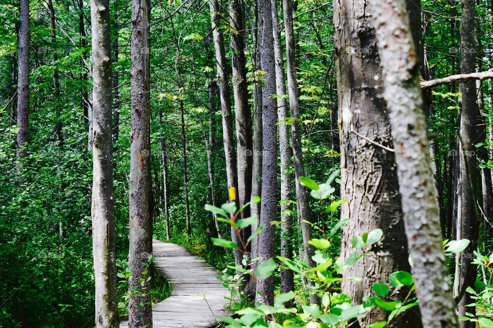 View of footpath in forest