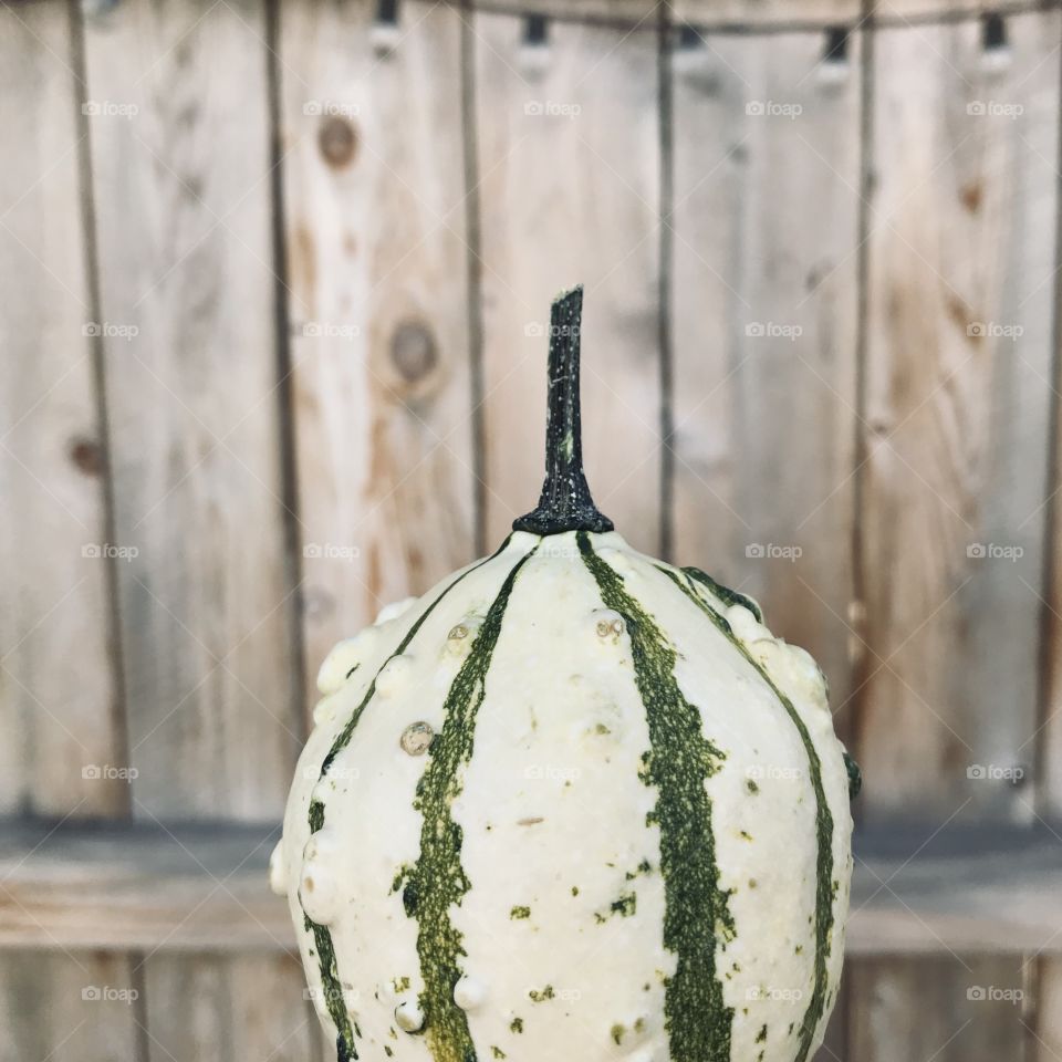 Autumn Gourd 