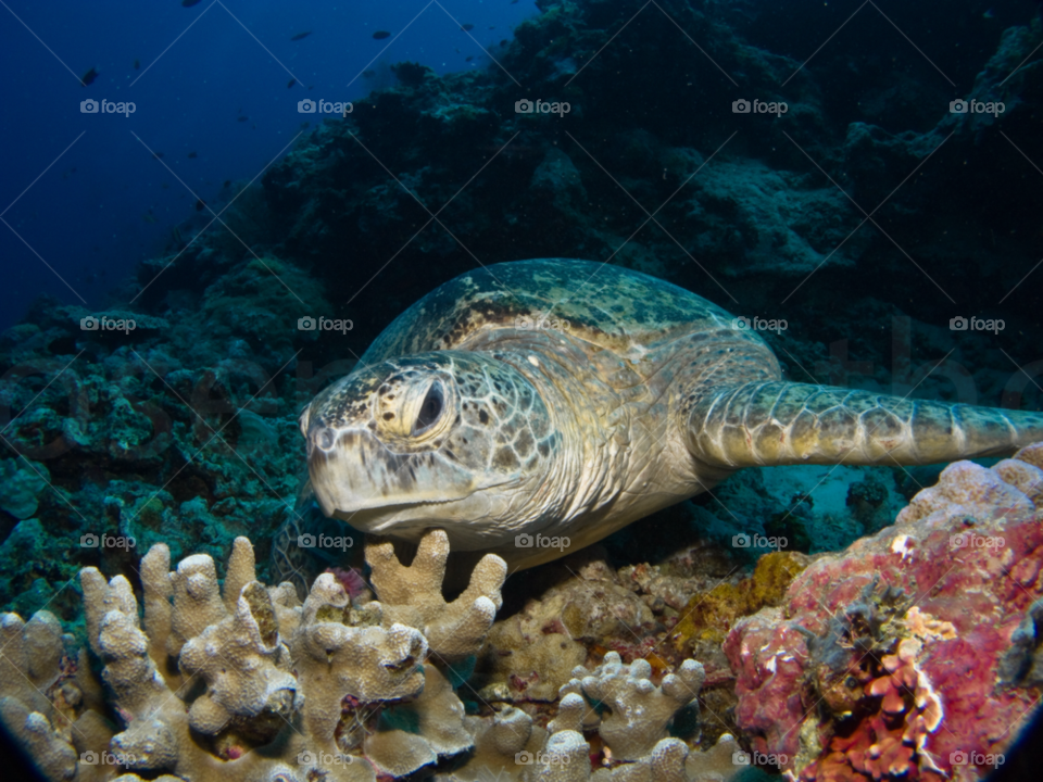 ocean turtle sea life coral by joeair