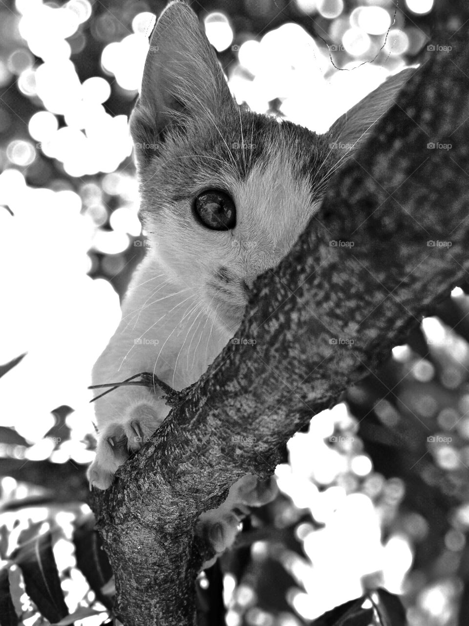 Preto e branco Gato