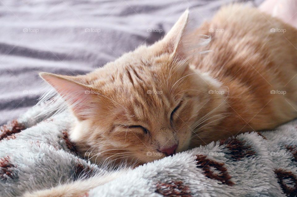 A red cat sleeps on a person's legs