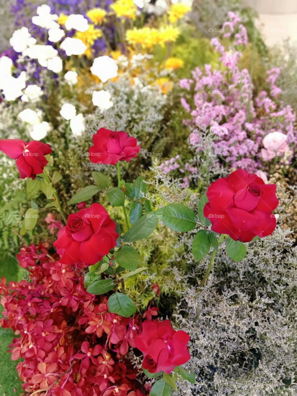 Beautiful red roses