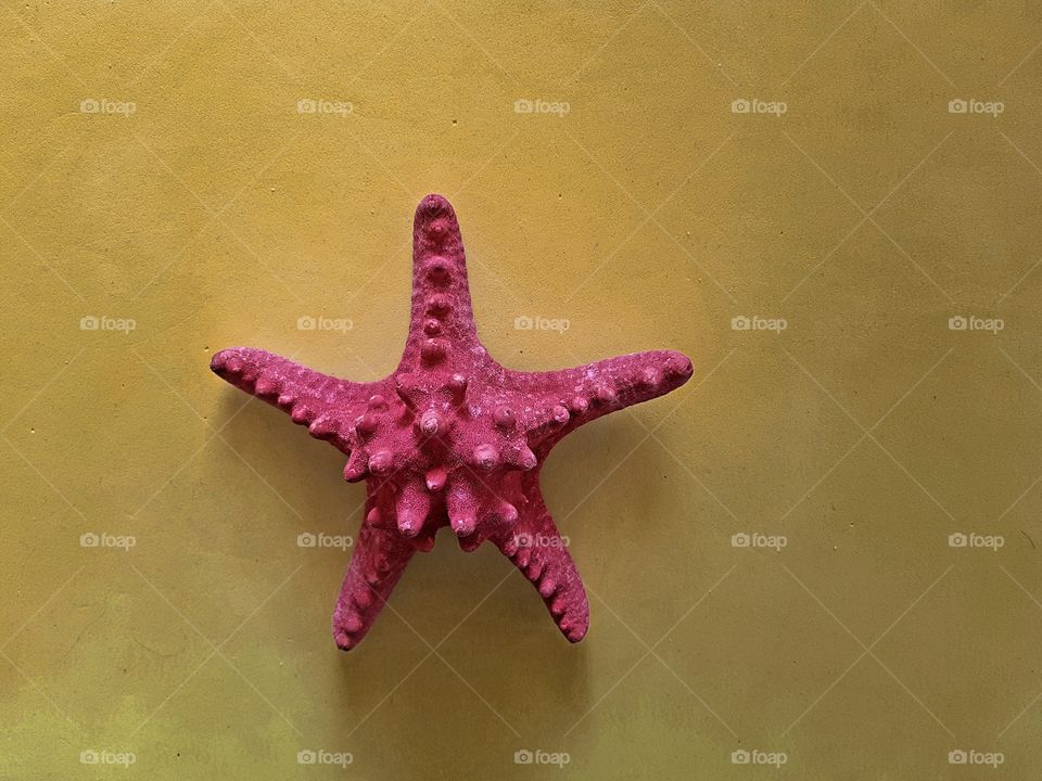 Sea star pastel colours