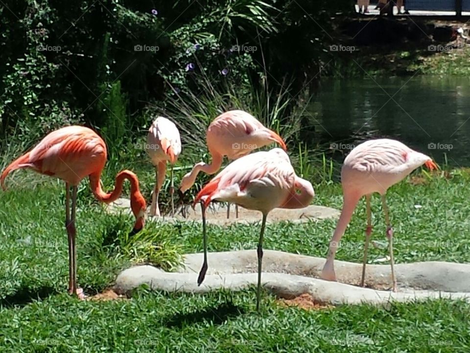 flamingos