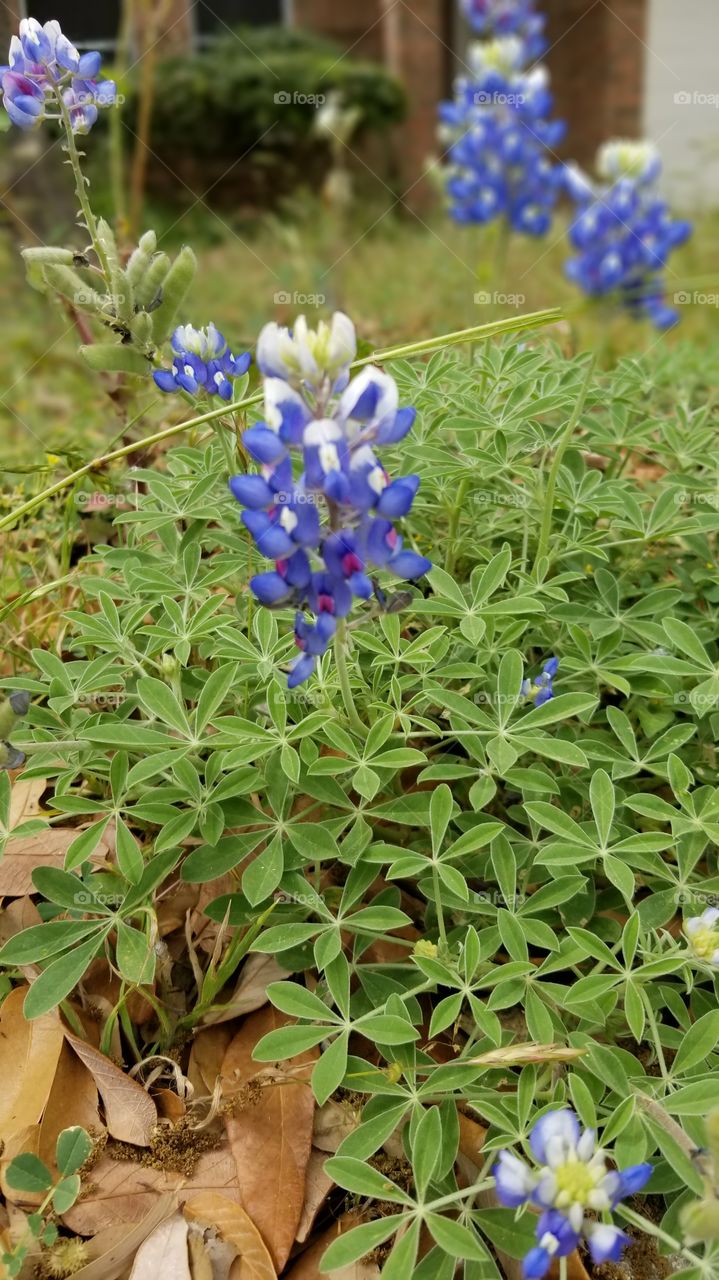 bluebonnets in Texas