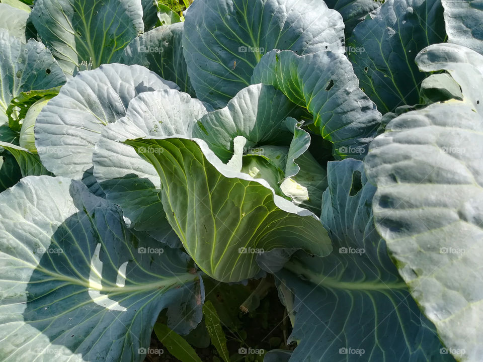 harvest of cabbages, vegetables, cabbage