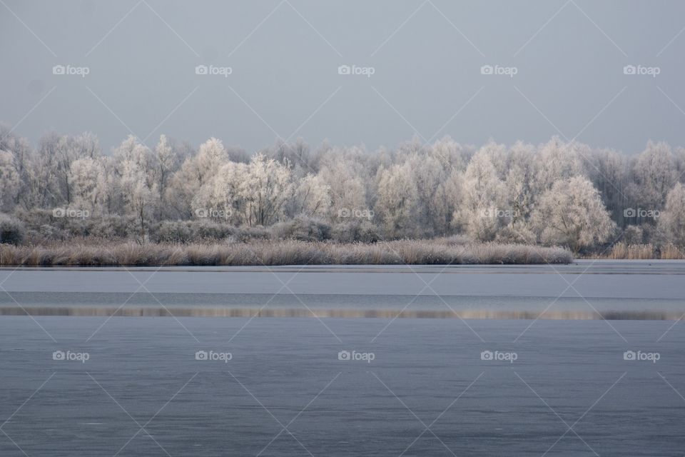 Winter wonderland with trees full of ice