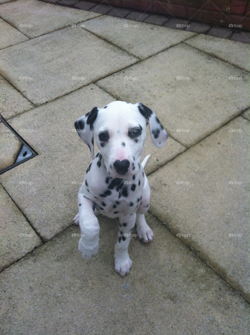 Dalmatian 