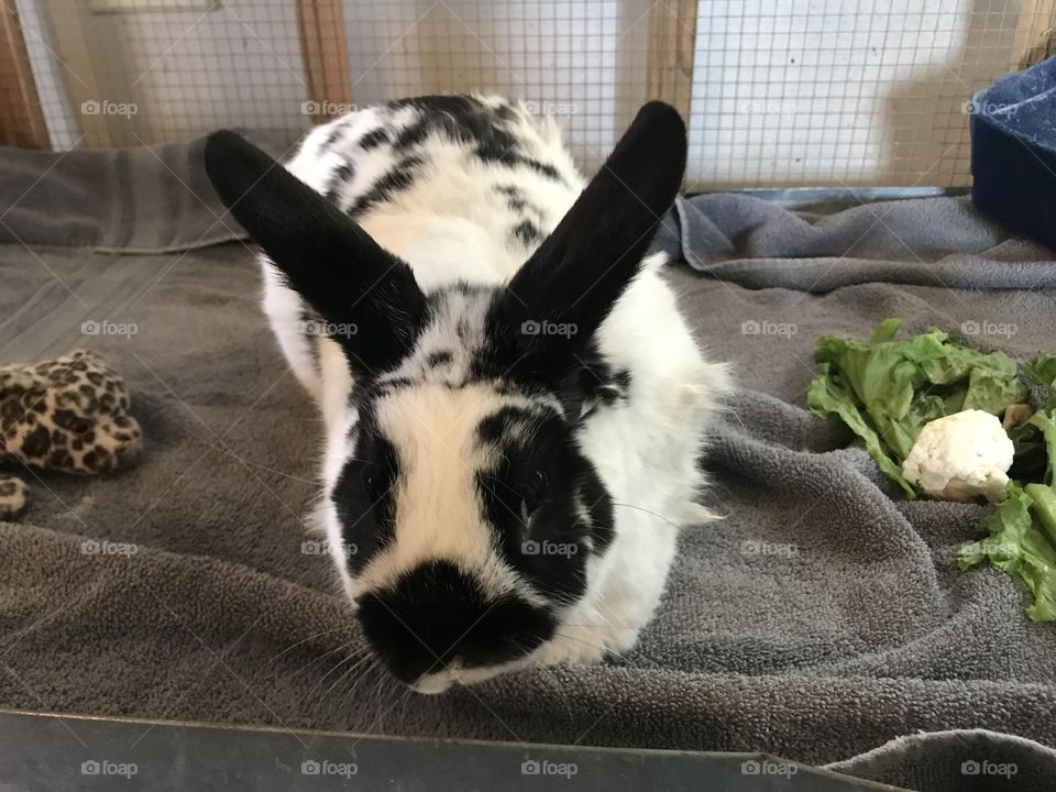 Patches the bunny at the shelter 