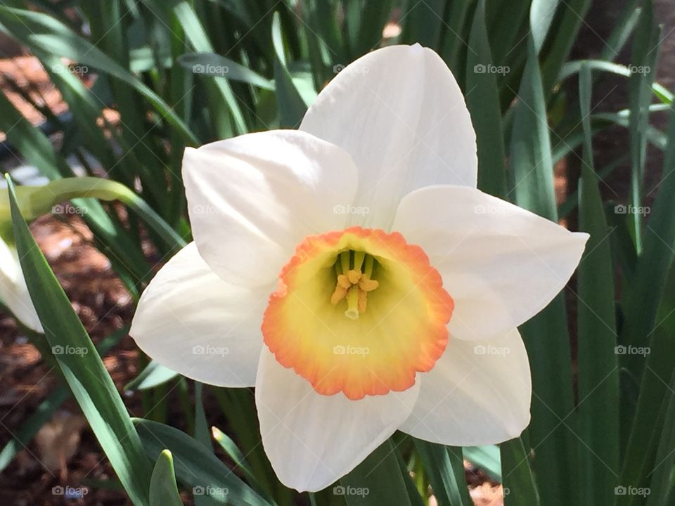 Flower. Up close daffodil 