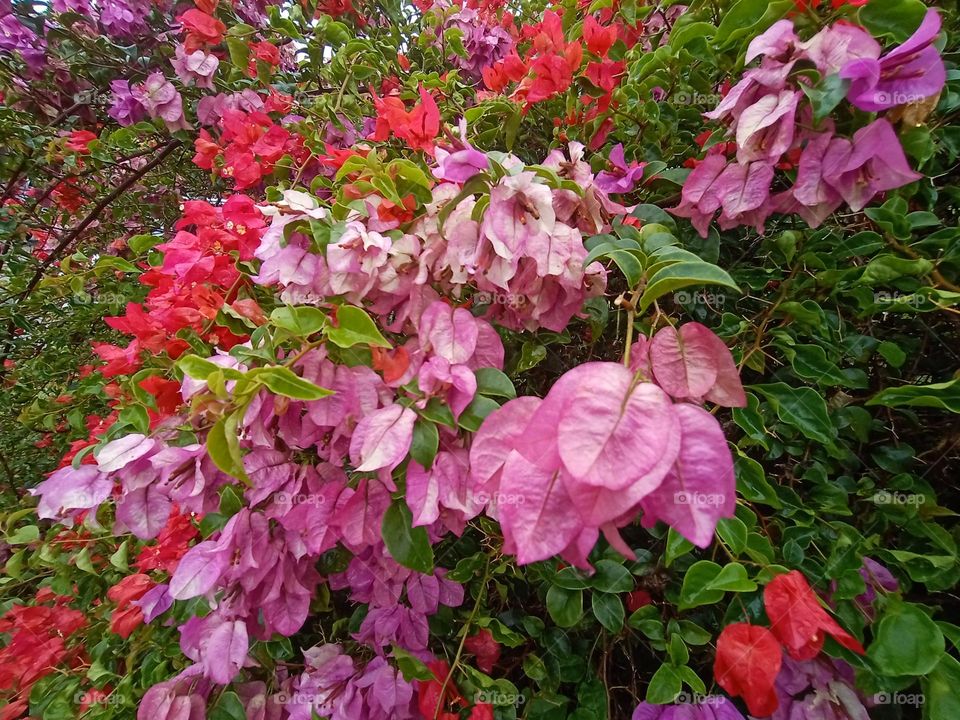 Bougainvillea is a perennial plant of the type of shrub.
