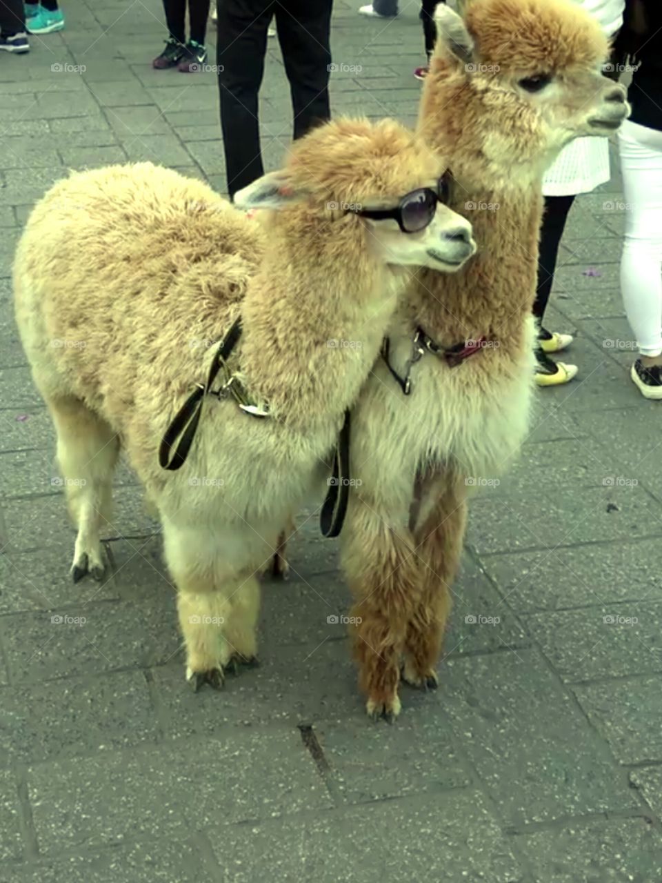 llama