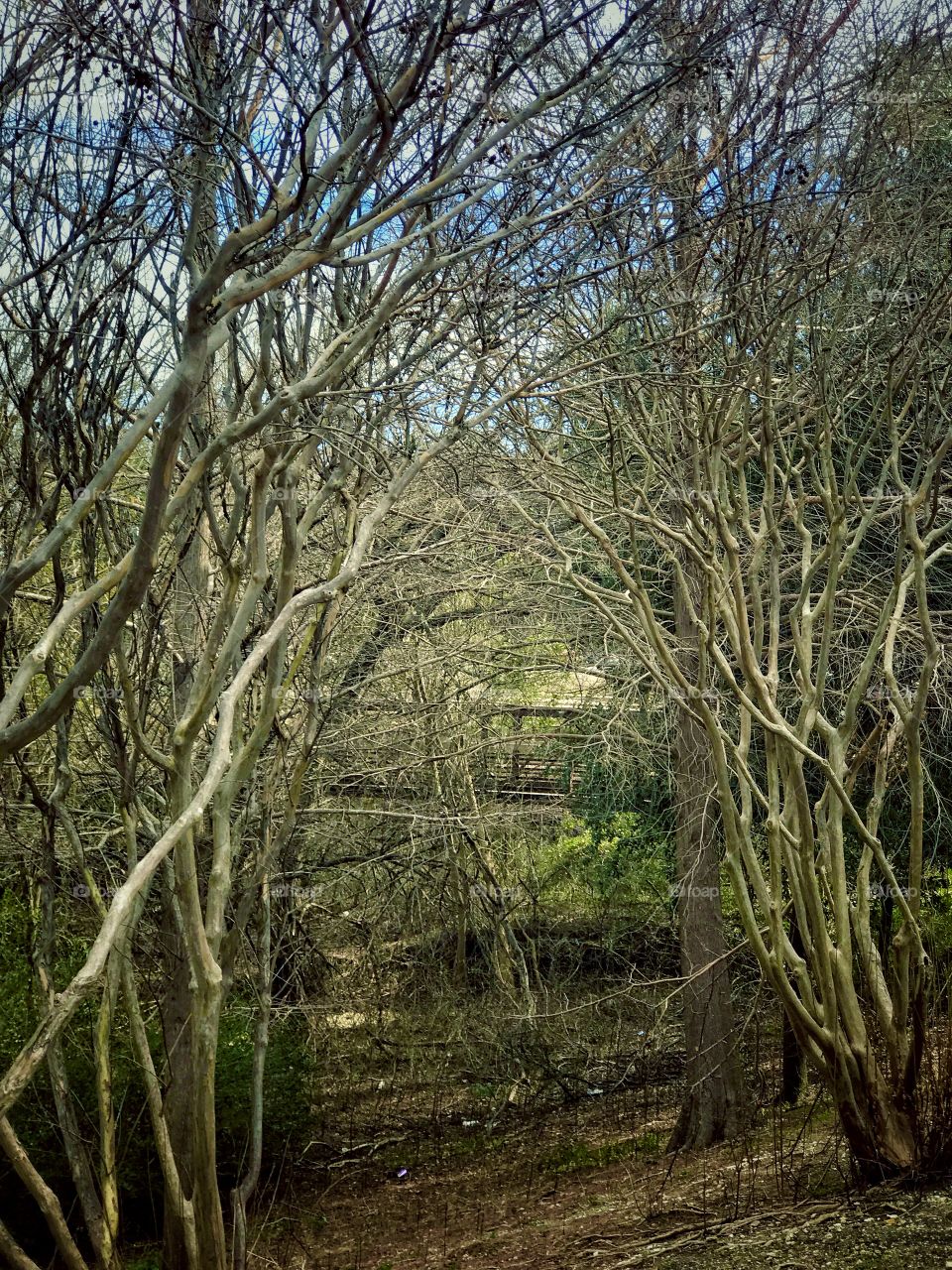 Hidden bridge deep in the forest hiding amongst the trees 🌲