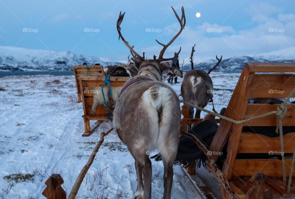 reindeer sledding