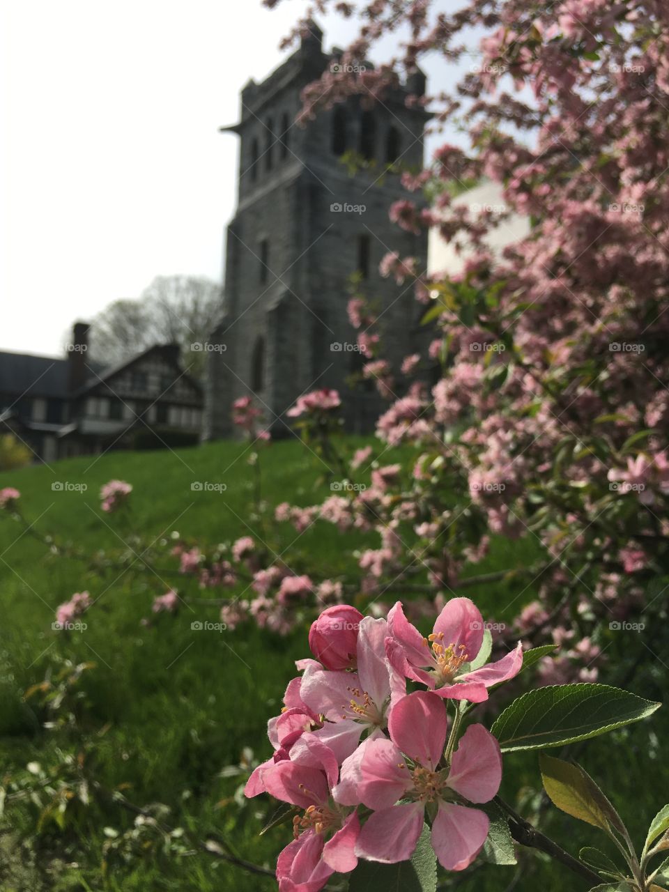 Blossoms in CT in early May