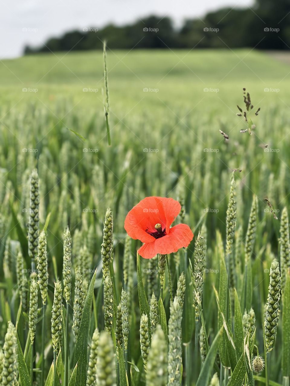 Lone Red Poppy in the Field