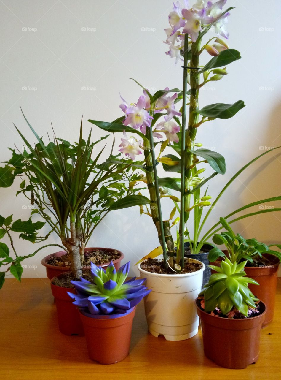 flowers in the pot