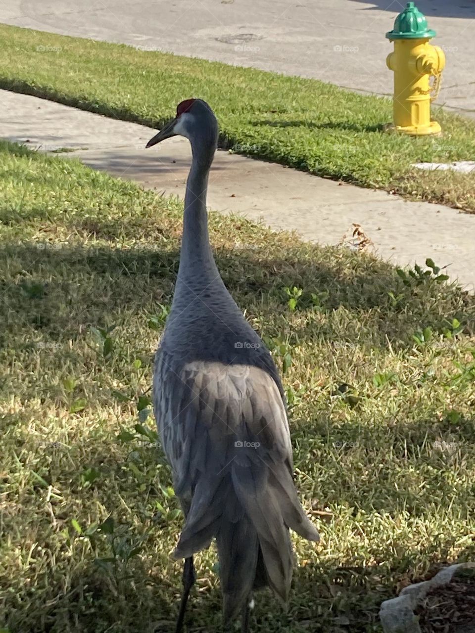 Sandhill crane