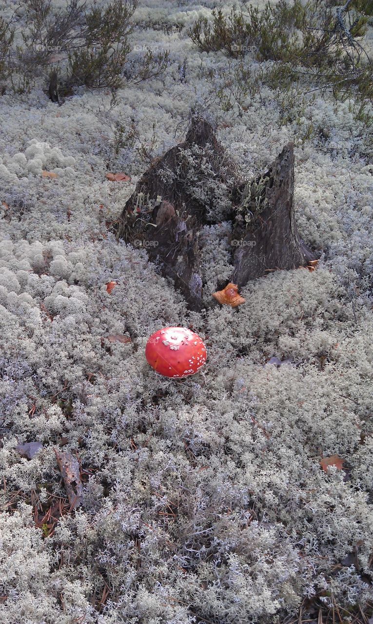 Fly agaric in the Moss